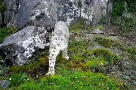 比大熊猫还罕见！四川这个地方，首次拍到雪豹高清影像！图片