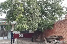 聊城骑谈·阳谷大迷魂阵皂荚树图片