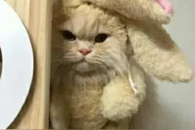 可爱猫咪表情包头像好想养一只 网友们喜欢哪一张手机桌面可评论图片