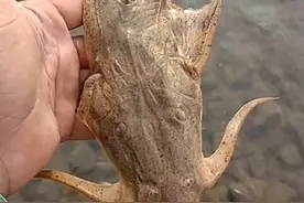 贵州钓鱼人在河里钓了条怪鱼，像是外星生物，网友：这是龙图片