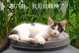 文人的八卦可比家长里短有趣多了！《数理化通俗演义》趣味解读5图片