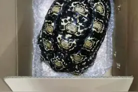 福建男子买卖自养陆龟被刑拘，为国家保护动物，误养会怎么样？图片