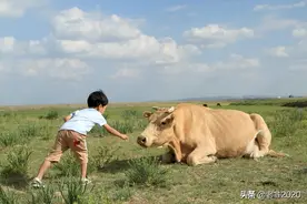 用这个攻略7天自驾河北内蒙，经过草原天路你也许就不停车了图片