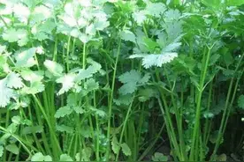 香菜（芫荽）秋季种植技术图片