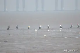 青岛：胶州湾春播蛏苗图片
