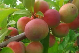 夏天的味道（散文）图片
