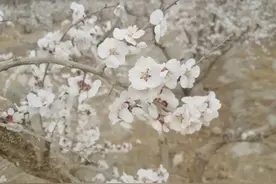 冬春景两重天！乌鲁木齐大雪纷飞，120公里外托克逊却鲜花盛开图片