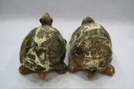 感人至深的老龟：永远不要放弃你的至爱图片
