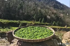 快立秋了，这5种蔬菜新鲜又便宜，买10斤晒干，天冷时炖肉，贼香图片