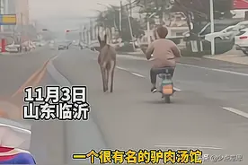 再不跑就上桌了！山东一公路上驴狂奔，身后肉汤馆伙计紧追不舍图片