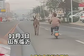 再不跑就上桌了！山东一公路上驴狂奔，身后肉汤馆伙计紧追不舍图片