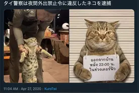 笑哭！泰国猫因为违反宵禁法被警察抓了?图片