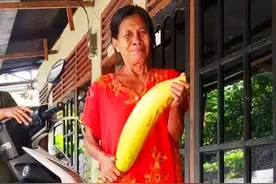 世界上最大的芭蕉树，一根芭蕉就重达6斤，4个成年人才能吃完图片