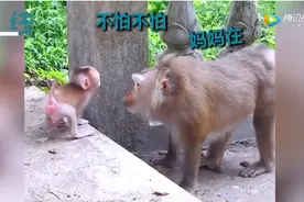 猴子妈妈教宝宝下台阶，耐心鼓励眼神温柔 网友：我还不如一只猴图片