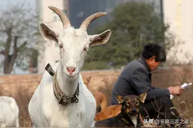 生态养羊面临破产，多年辛苦付诸东流，这个惨痛的教训让人很心痛图片