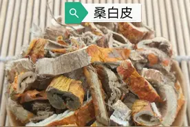 中药古今研究：桑白皮图片