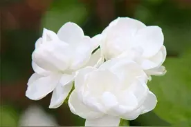 茉莉花这样养，掌握这4个原则，叶子翠绿一整年，花开满盆图片