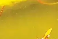 【绝招】“根据水色辨别水质问题及解决方案”太经典建议收藏图片