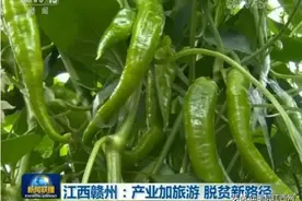 产业帮扶浇开贫困户心头“幸福花” 央视又为宁都辣椒代言图片