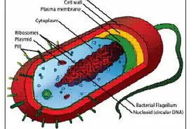 了解一下Virus(病毒)的朋友圈，图解单词学英语图片