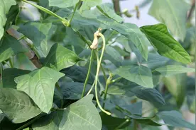 黄瓜、豆角该种了，掌握好种植技巧，结得多，产量高图片