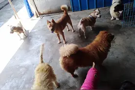 旧衣服先别扔：寒冬临近，救助站流浪动物保暖衣物征集中图片