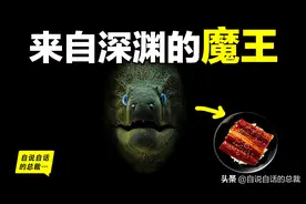 原来，你吃的鳗鱼，每一只都见过海底深渊的秘密｜自说自话的总裁图片