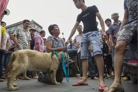 “爱狗人士”救狗的背后，究竟是出于爱心还是另有图谋？图片