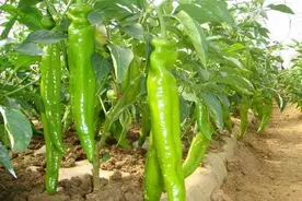 辣椒如何打顶摘心？掌握4个注意事项，保你稳定丰产增产图片
