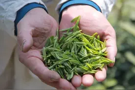 茶史大讲堂（六）制茶手法上古今有何区别？图片