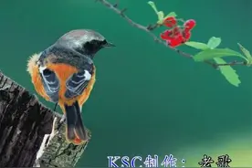 鸟儿对话而说图片