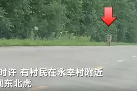 黑龙江饶河一村庄附近有东北虎出没 当地林草局：村民不要上山 做好防范图片