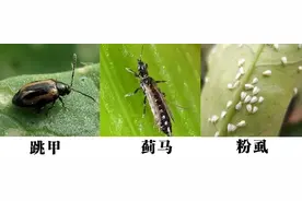 5月虫害高峰就要来了！小虫难杀，试试这种药！图片