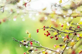 轻音乐《秋雨殇》天气转寒，保重身体，祝您健康图片
