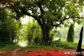农村栽树以槐、柳、椿为主，可不是随便栽，每种都有说法图片