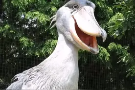 它是鳄鱼的头号敌人，饿了连同伴都在劫难逃，对人却很友善图片