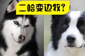 二哈变边牧？可强烈刺激狗狗服从性的【冻干肉】是什么来头？图片