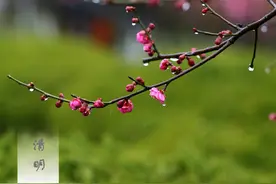 “二月清明不在前，三月清明不在后”，清明刮风好吗？老农民咋说图片