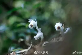 杭州发现罕见幽灵草，神似豌豆射手植物图片