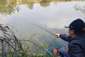 钓鱼：鲫鱼不是没有，只是水下的情况，已经被罗非掌控了！视频封面