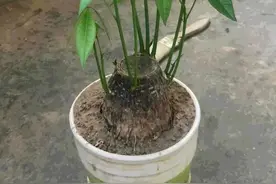 家养这4种花，做好一小少一多，呼呼长叶开花图片