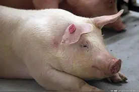 夏季产后母猪只吃青菜不吃料为哪般?图片