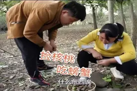 胖妹嘴馋，跟大洋一起捡核桃，生活丰富多彩，回家做大闸蟹，安逸图片
