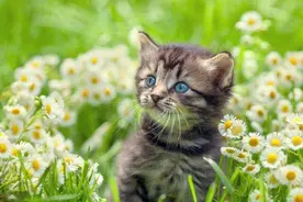 这些家养植物竟然对猫咪有剧毒图片