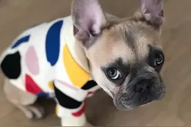15只可爱的法国斗牛犬图片