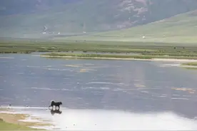曾经市价3000万的藏獒，活成了悲剧图片