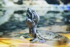 龟类观赏市场的未来潜力物种又是谁呢？图片