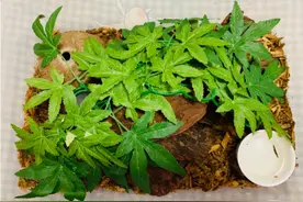 「爬宠饲养」蛇苗不开食 难道只能填？​且慢图片