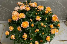 带花苞的月季花小苗，摘掉花苞以后再上盆，为什么出现僵苗不长？图片