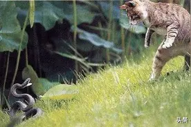 猫蛇大战！令人闻风丧胆的毒蛇，为何“猫主子”却一点不怕？图片